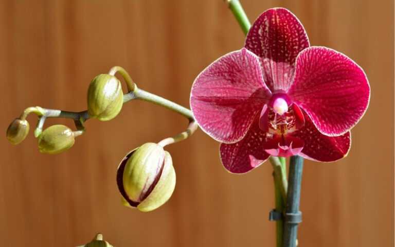 How to plant and care for my orchids 1