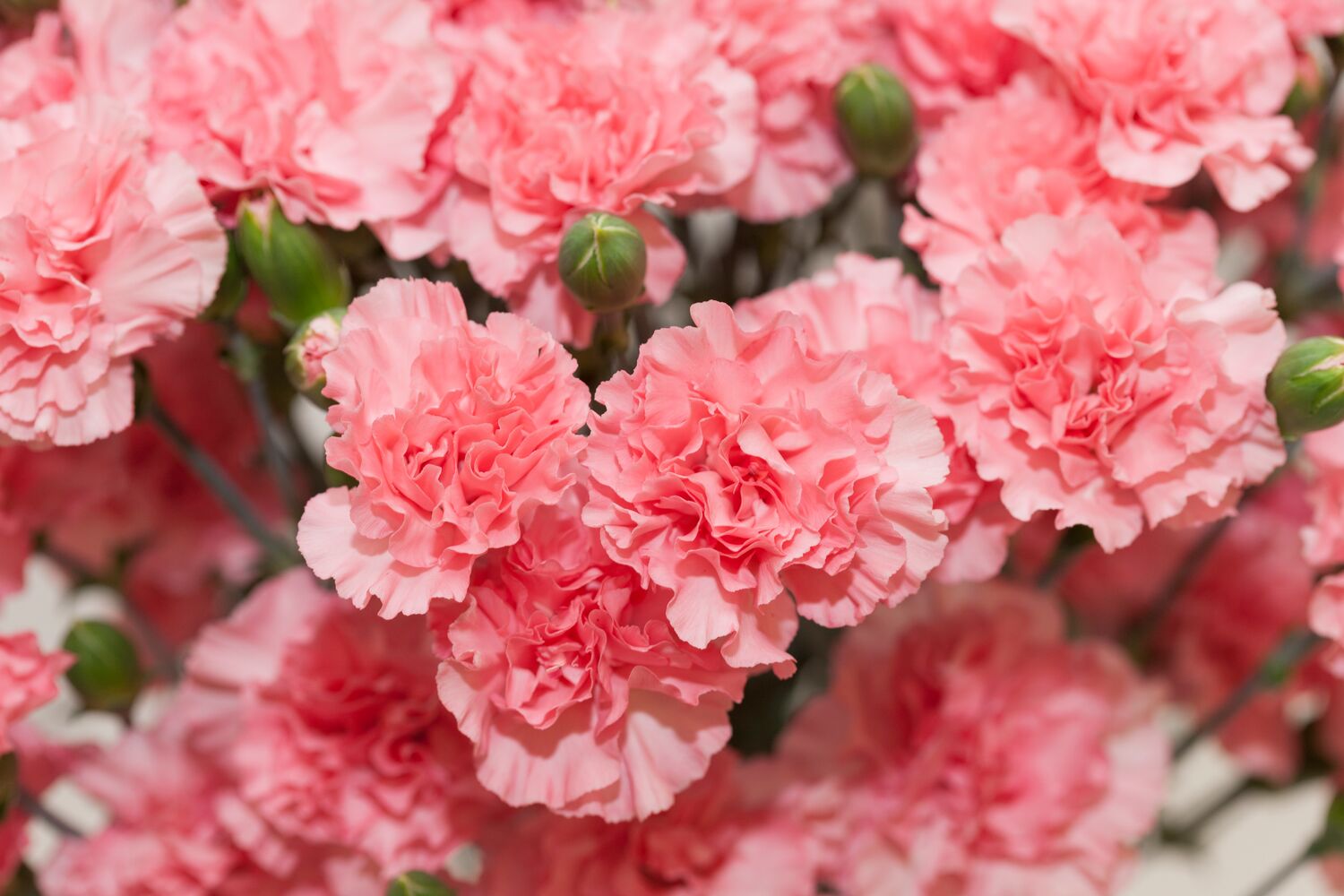 Large-Carnation-ThinkstockPhotos-615498144