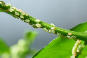 Large-aphids