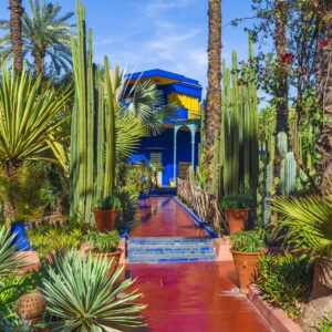 Medium-Majorelle Garden 1