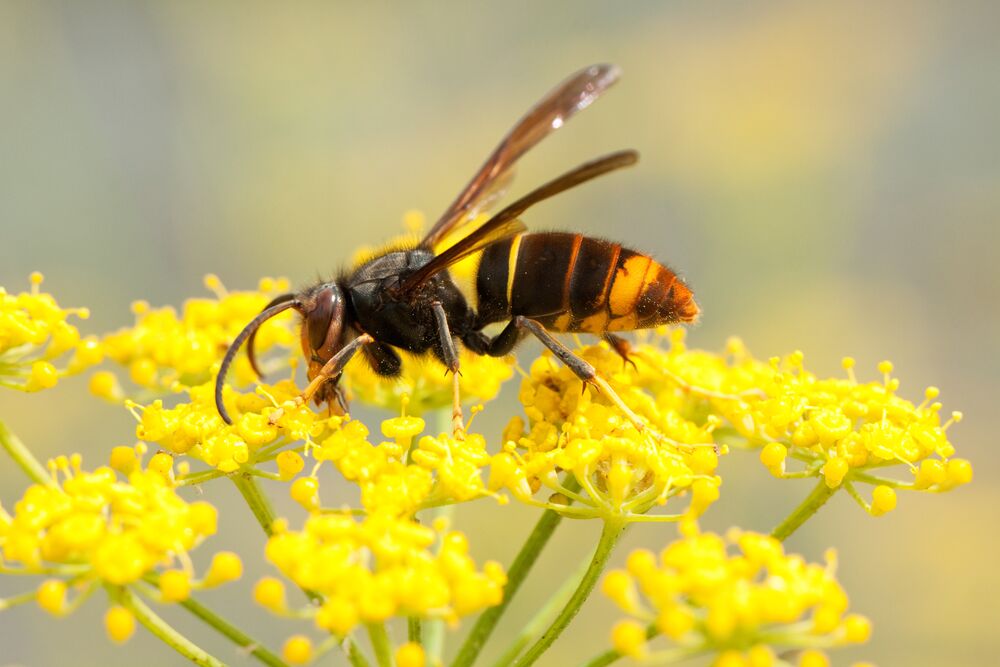 Medium-Seezon &#8211; Everything you need to know about asian hornets 1