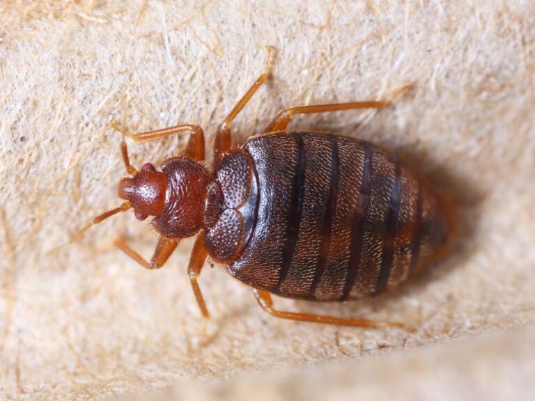 Medium-Seezon &#8211; How to get rid of bed bugs 1