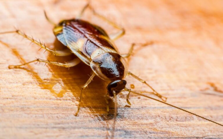 Medium-Seezon &#8211; How to get rid of cockroaches 1