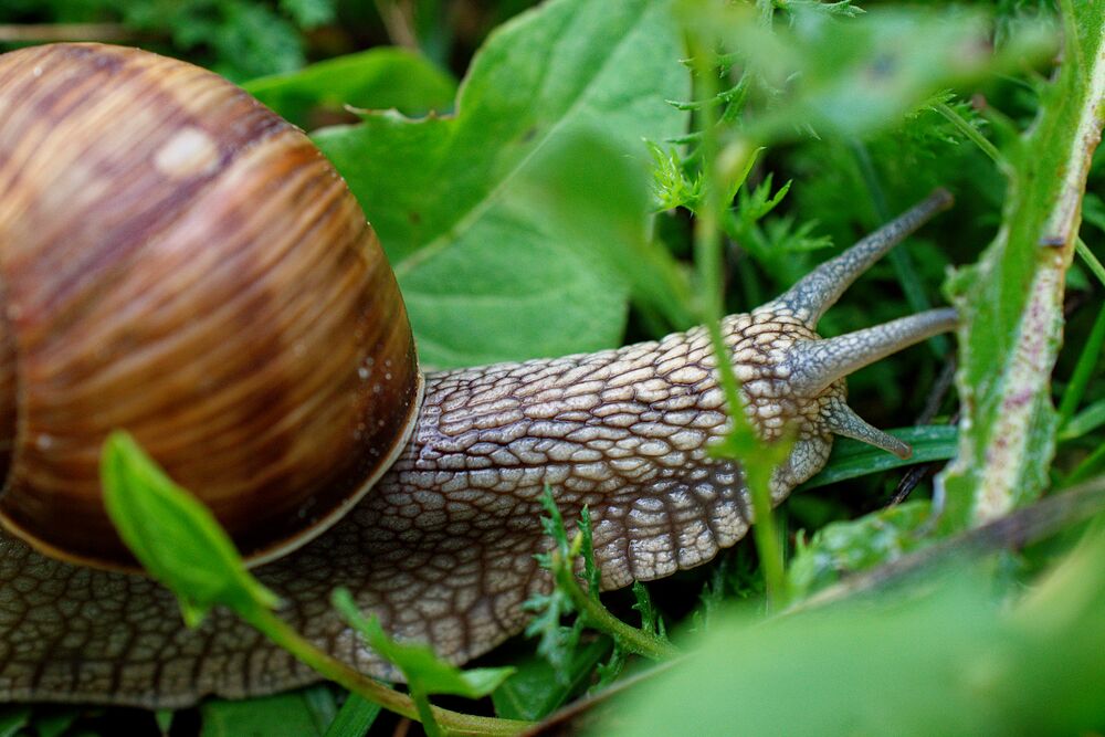 Medium-Seezon &#8211; Snails and slugs detect, treat, prevent
