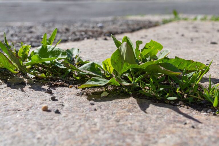 Medium-Seezon &#8211; Weeding advice &#8211; path driveway weeds