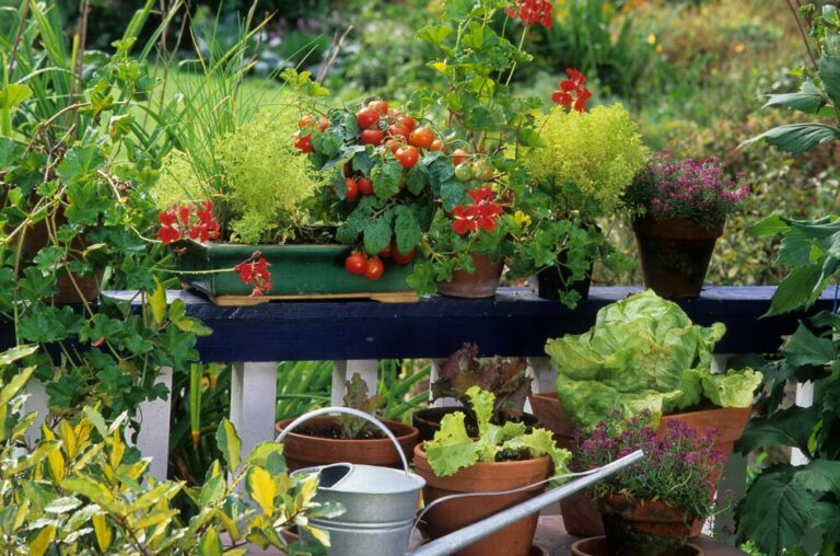Medium-Seezon -What vegetables should I grow on my balcony (1)