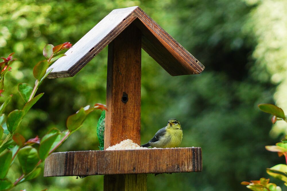 Medium-Seezon &#8211; Why and how to garden in favor of biodiversity 4 &#8211; bird feeder