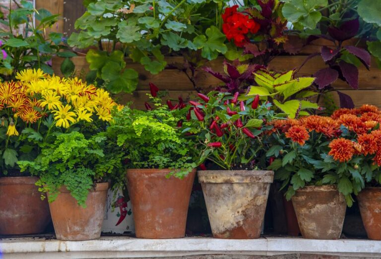 Medium-Seezon &#8211; how to have a beautiful garden all summer long 5 -flower pot
