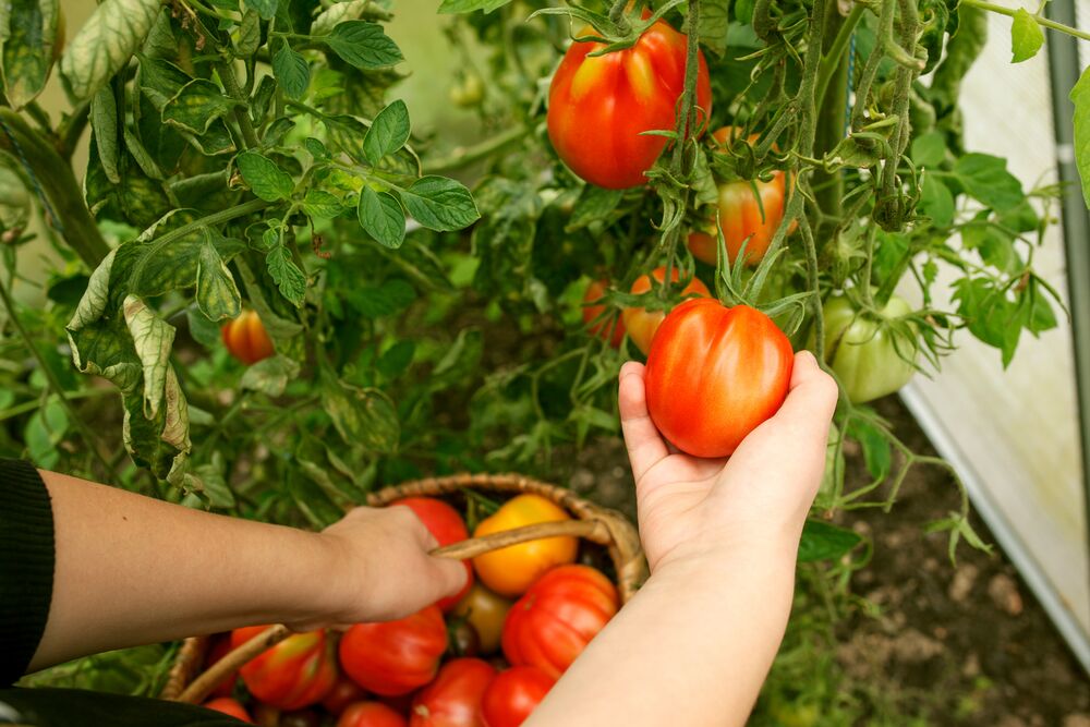 Medium-Seezon &#8211; how to plant and grow tomatoes 3 &#8211; harvest (2)