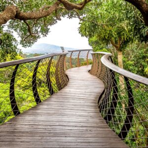 Medium-The National Botanical Garden of Kirstenbosch 1