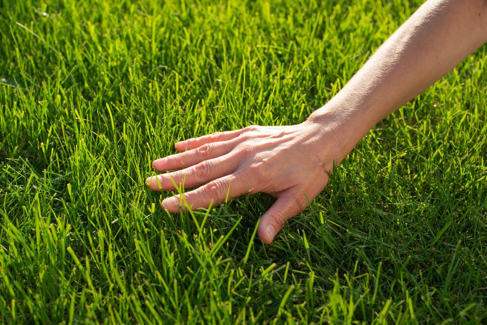Medium-seezon lawn grass (2)