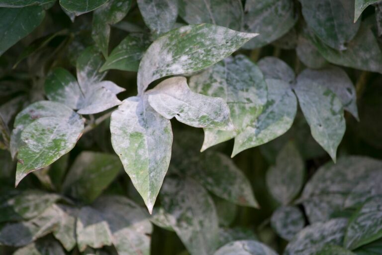 Powdery mildew