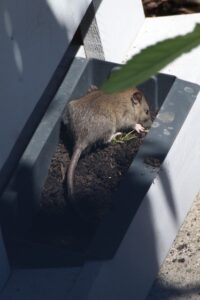 rat relaxing in sunshine (Germany)